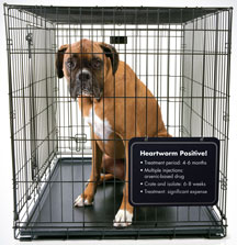 Heartworm positive dog