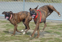 Boxers playing