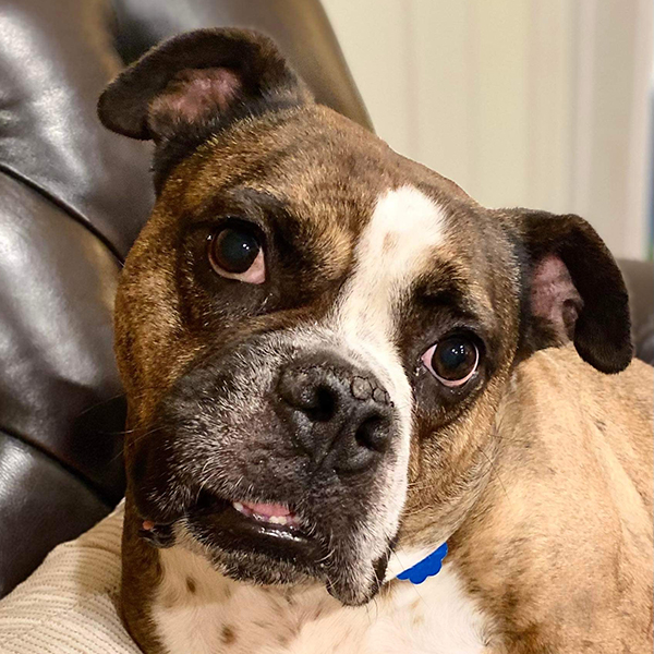 Bruno
