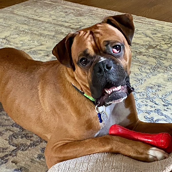 Dozer