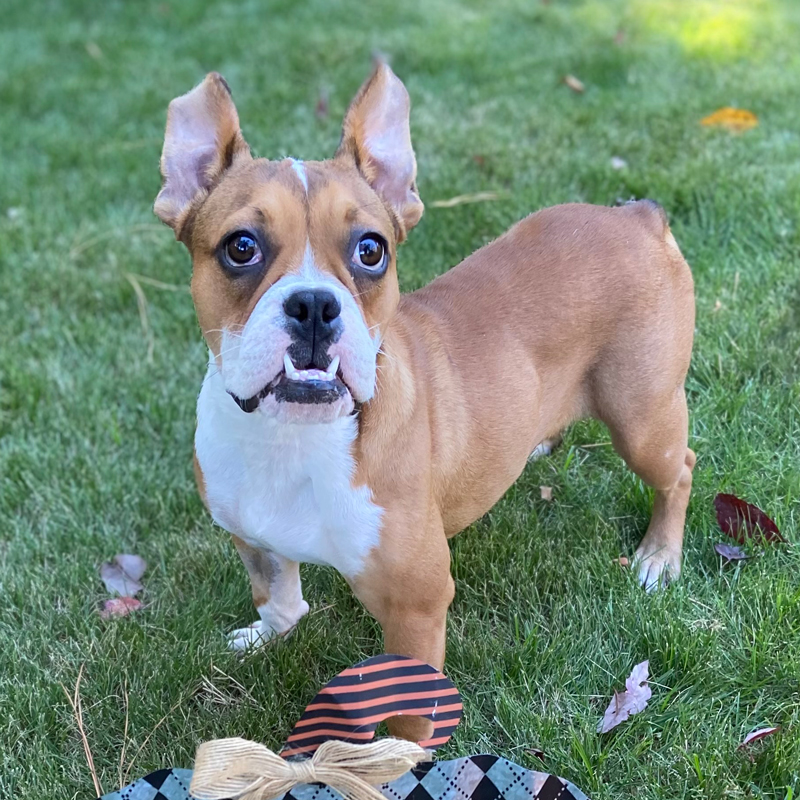 Maude