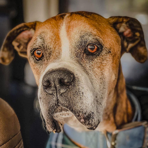 Zeus