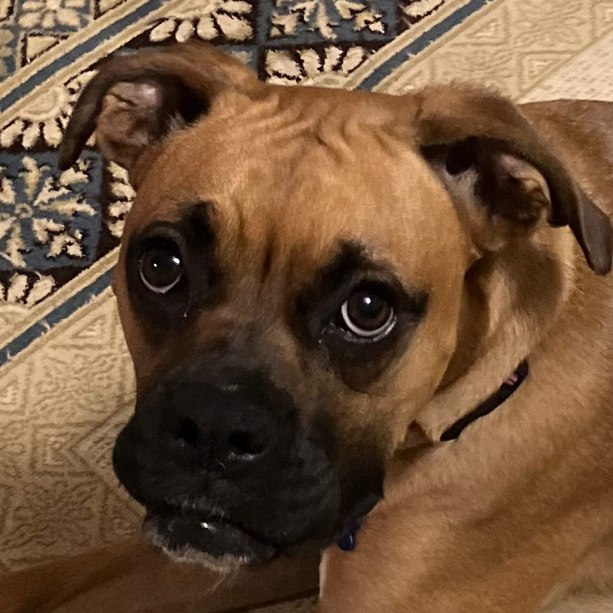 Bella