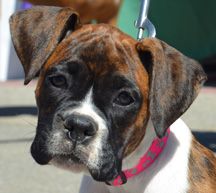 boxers for rescue near me