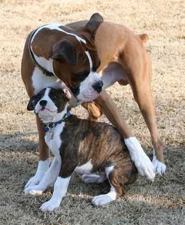 Boxer and Puppy