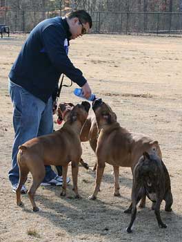 how much should a boxer puppy eat a day