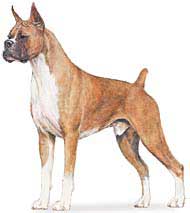 AKC Boxer